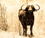 buffalo, africa