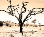 arusha tree, africa