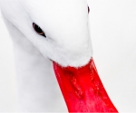 white swan, london