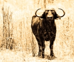 buffalo, africa