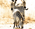 three zebra, africa